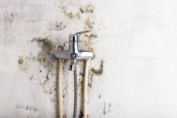 Best Black Mold Removal  in Drain, OR