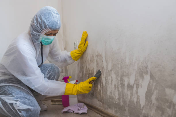 Best Fast Mold Removal  in Drain, OR