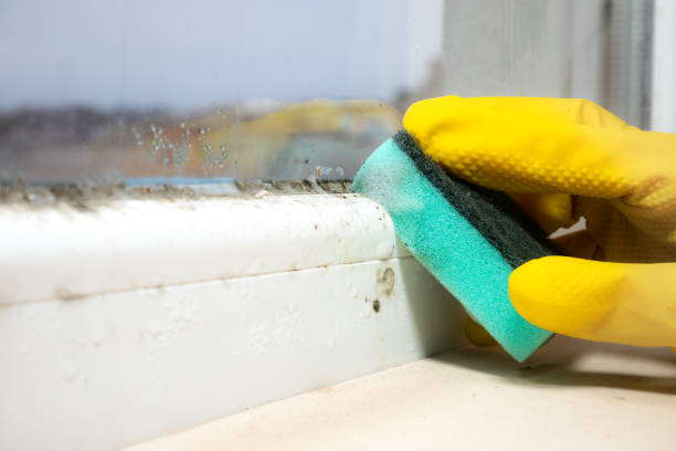 Best Same-Day Mold Removal  in Drain, OR