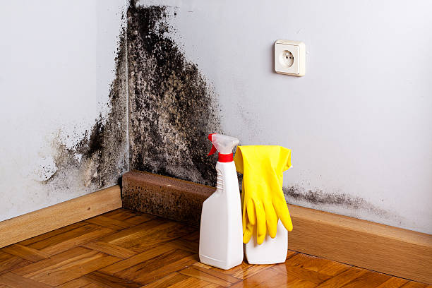 Drain, OR Mold Removal Company