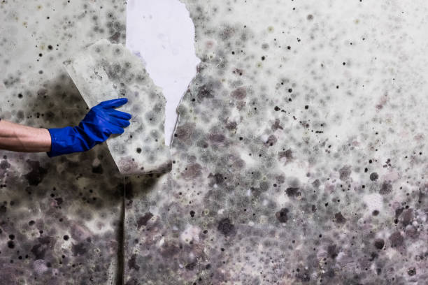 Best Professional Mold Removal  in Drain, OR