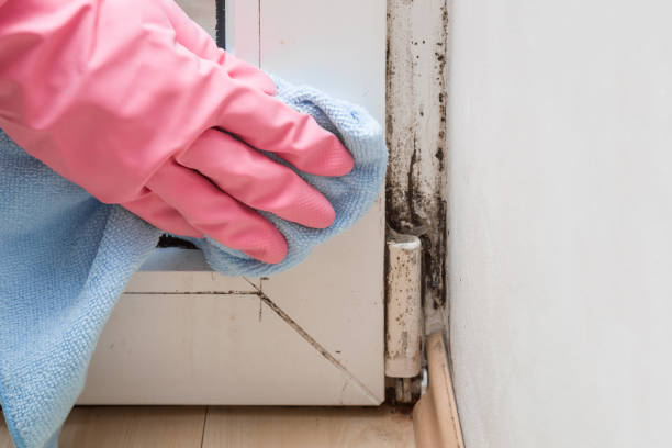 Best Toxic Mold Removal  in Drain, OR