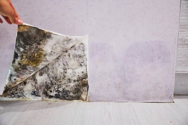 Best Same-Day Mold Removal  in Drain, OR
